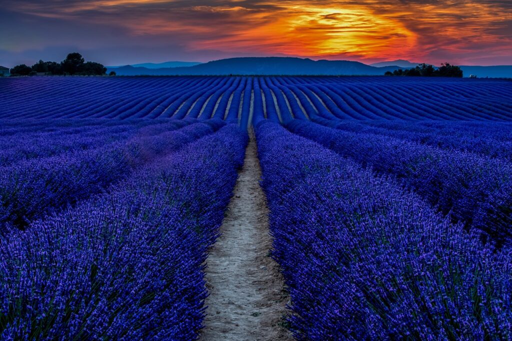 Sunset, Lavender field, Provence, France
